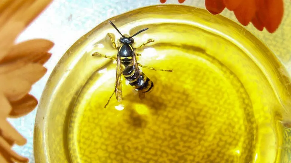 Фото: REGIONS/Эльвира Сафина