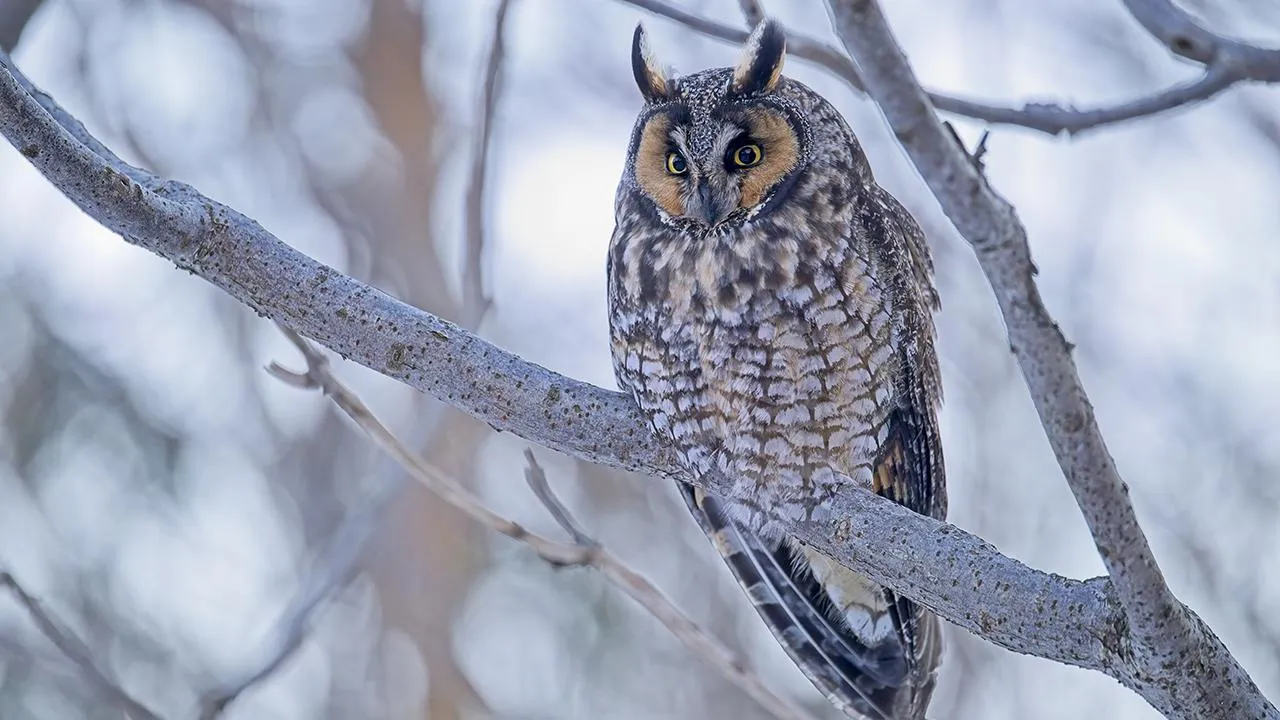 сommons.wikimedia/Mykola Swarnyk