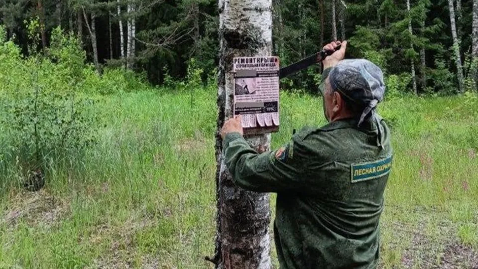 Фото: Комитет лесного хозяйства Московской области