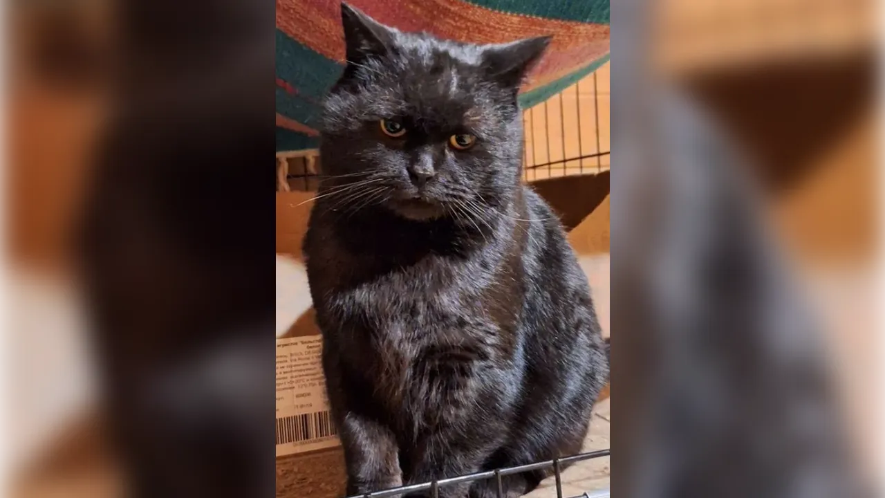 городская доска объявлений