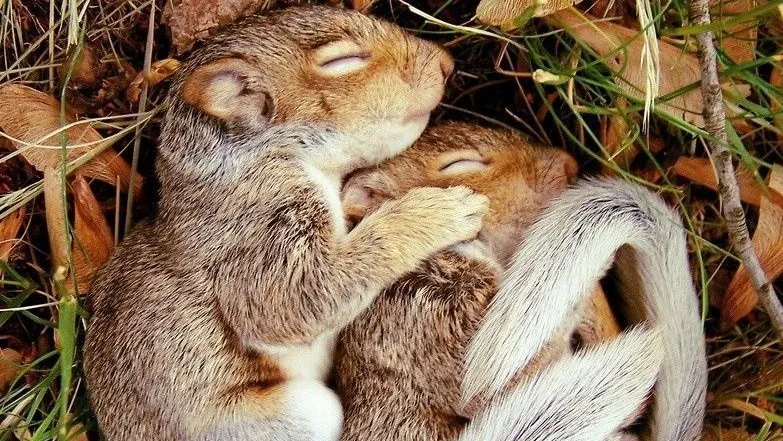 Фото: пресс-служба Министерства экологии и природопользования Московской области