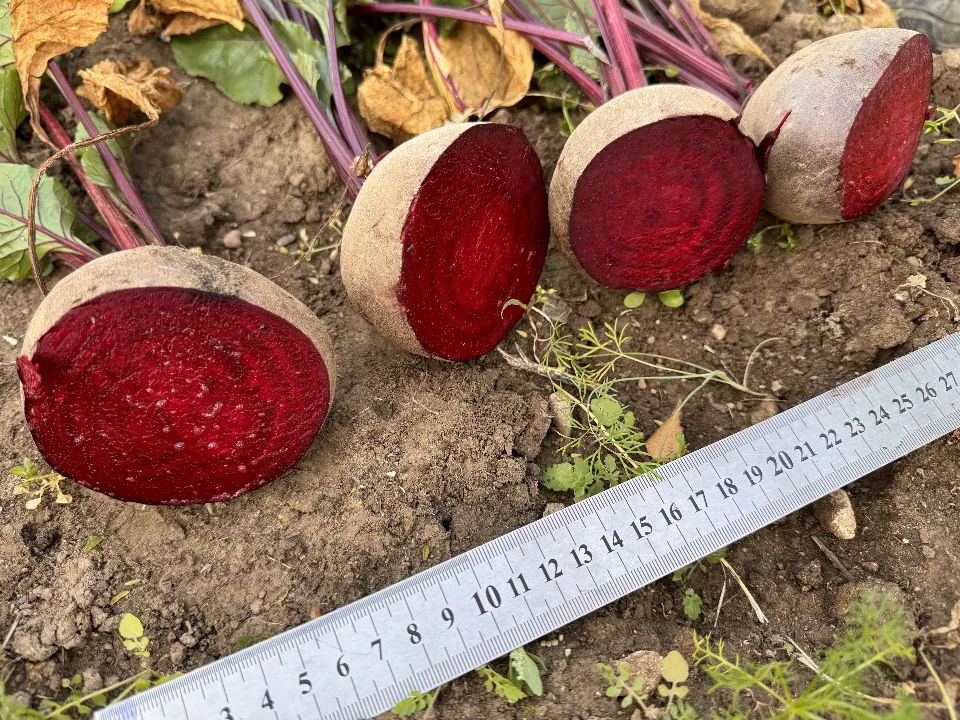 Фото: МедиаБанк Подмосковья/Мария Шматкова