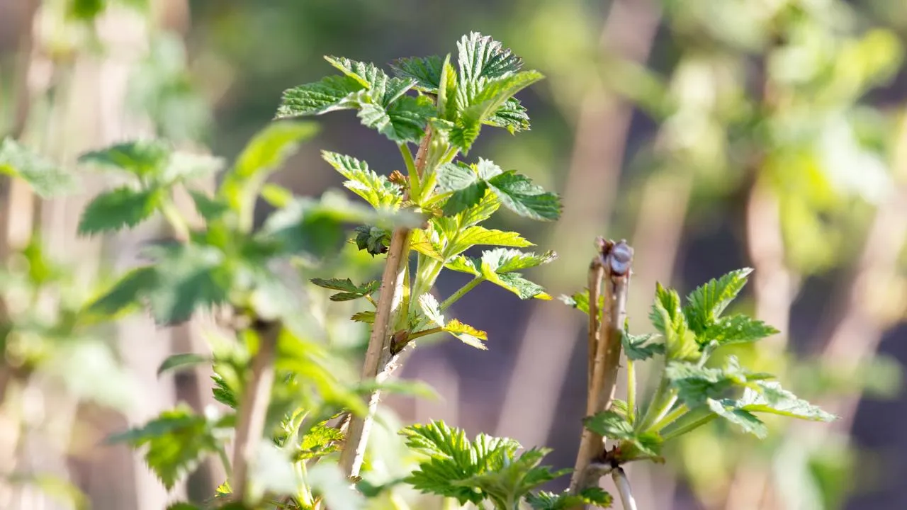 istockphoto.com/schankz