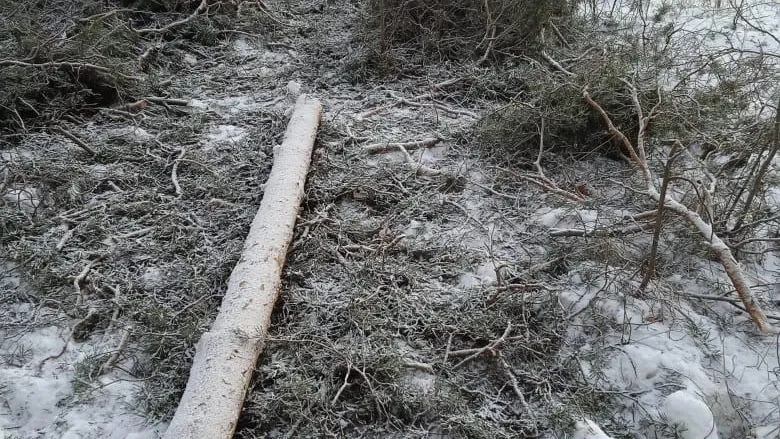 Комитет лесного хозяйства Московской области