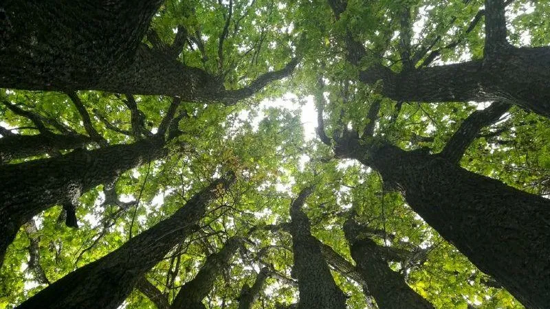 На прошлой неделе в Подмосковье не выявили лесных пожаров