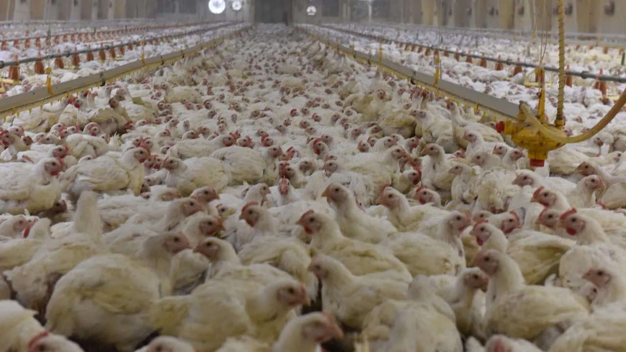 Птицефабрики Подмосковья вошли в число крупнейших производителей мяса бройлеров в стране