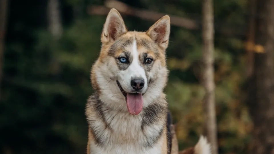 Фото: vk.com/Электрогорск.Тесла
