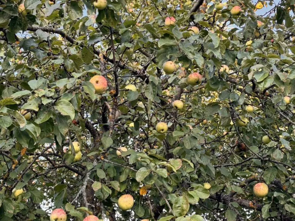 Фото: городска доска объявлений&nbsp;