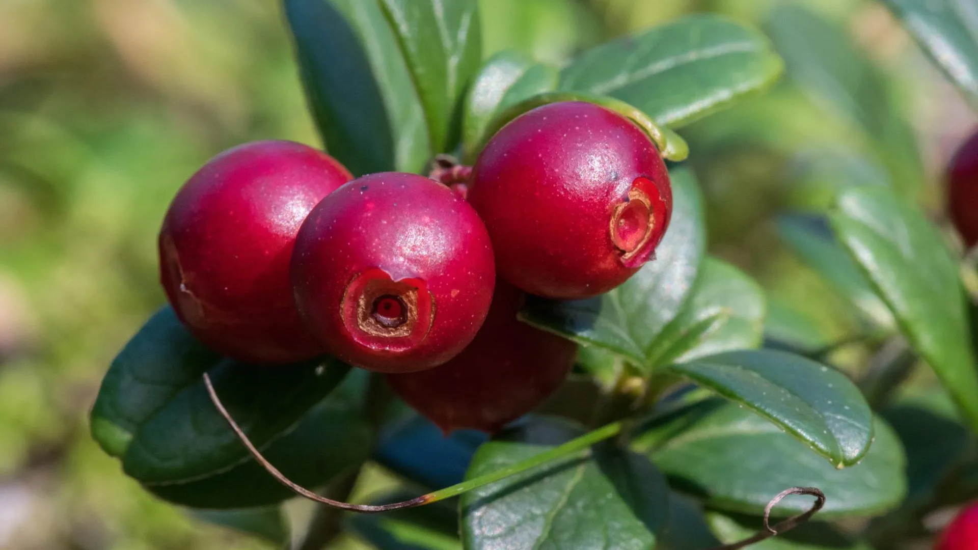 Фото: pxhere.com