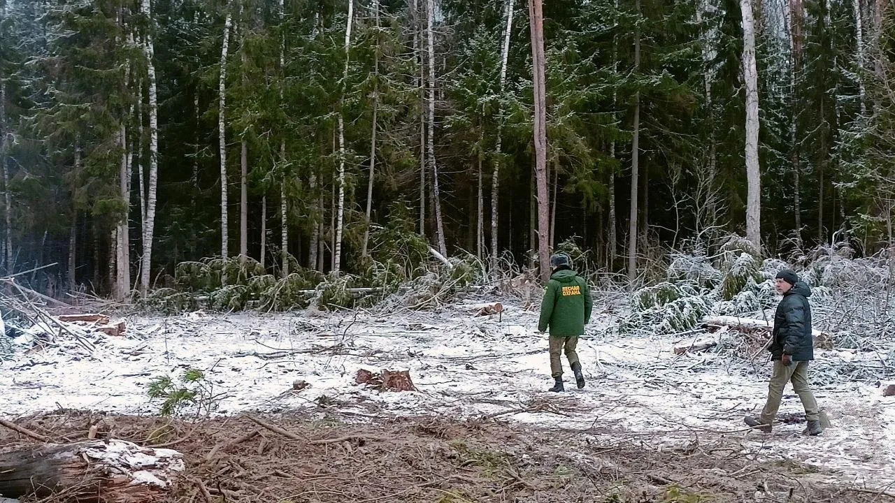 Фото: пресс-служба Комитета лесного хозяйства МО