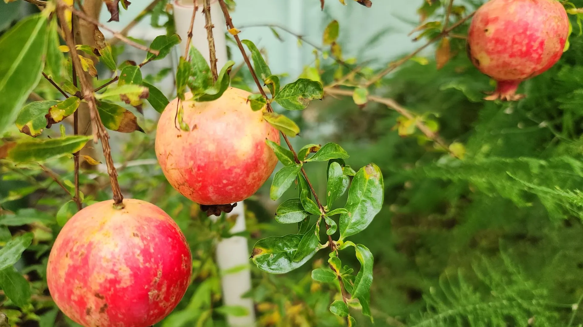 Ольга Сычёва