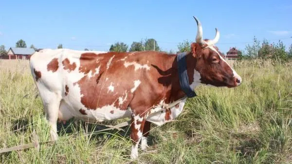 КФХ «МИЛК-ФЕРМА»