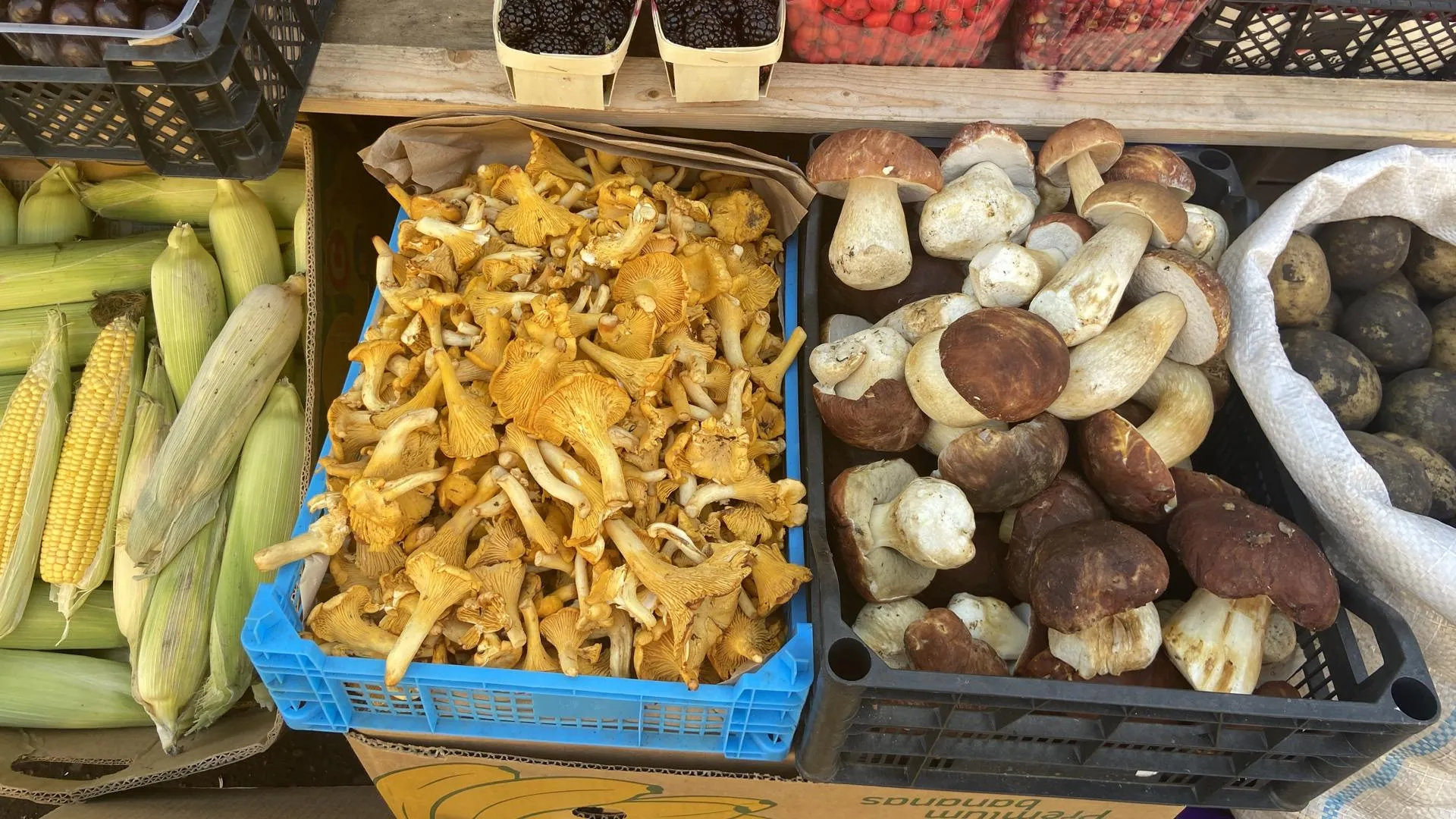 Светлана Борщева