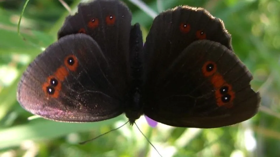 Фото: ПФ «Верховье»