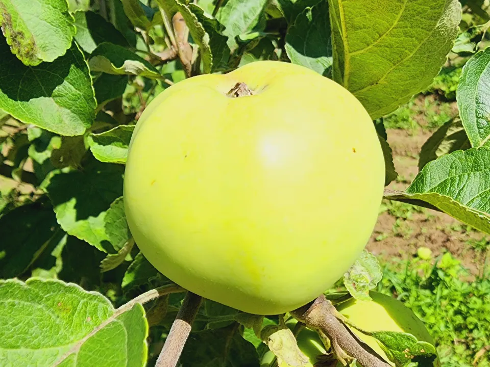 Фото: МедиаБанк Подмосковья/Ольга Егиян