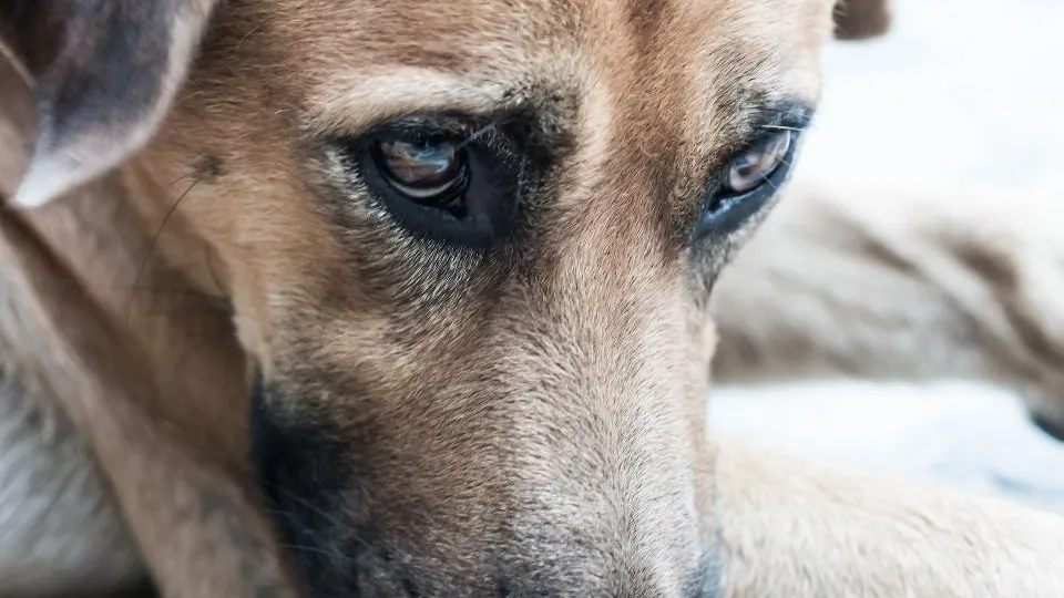 Фото: istockphoto.com/Phurinee