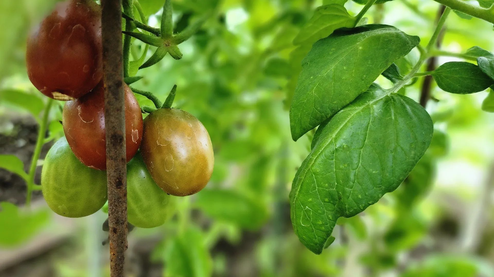 Фото: МедиаБанк Подмосковья/Н. Надточая