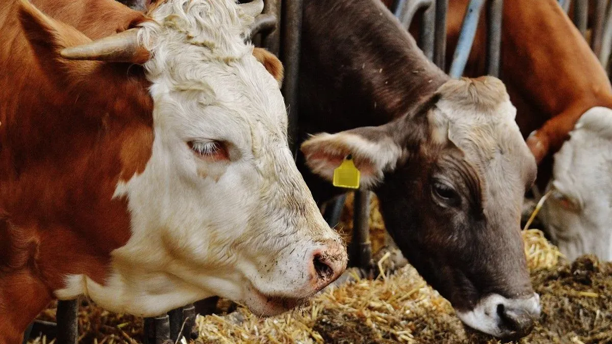 Фото: pxhere.com