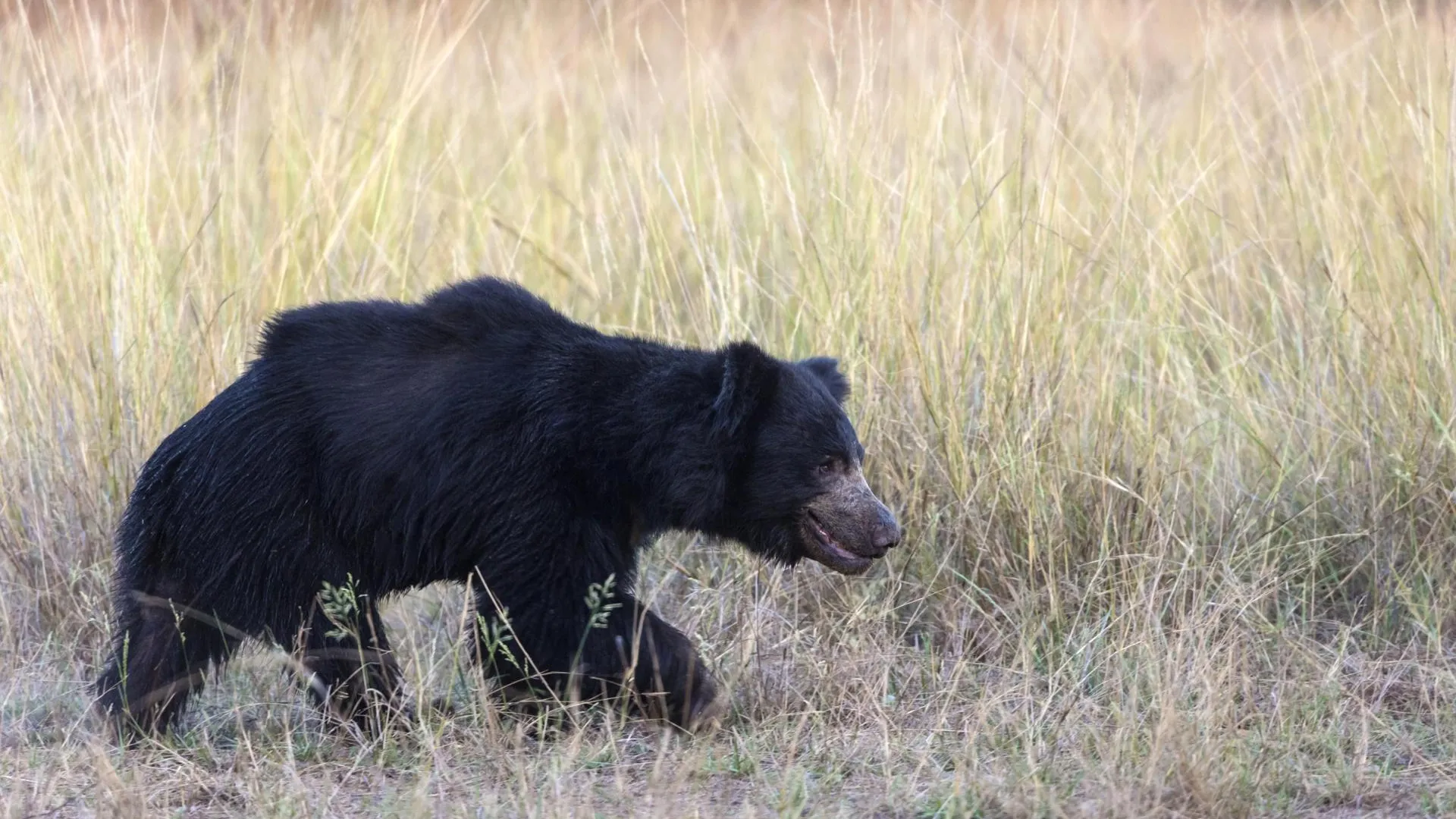 FLPA/Bernd Rohrschneider