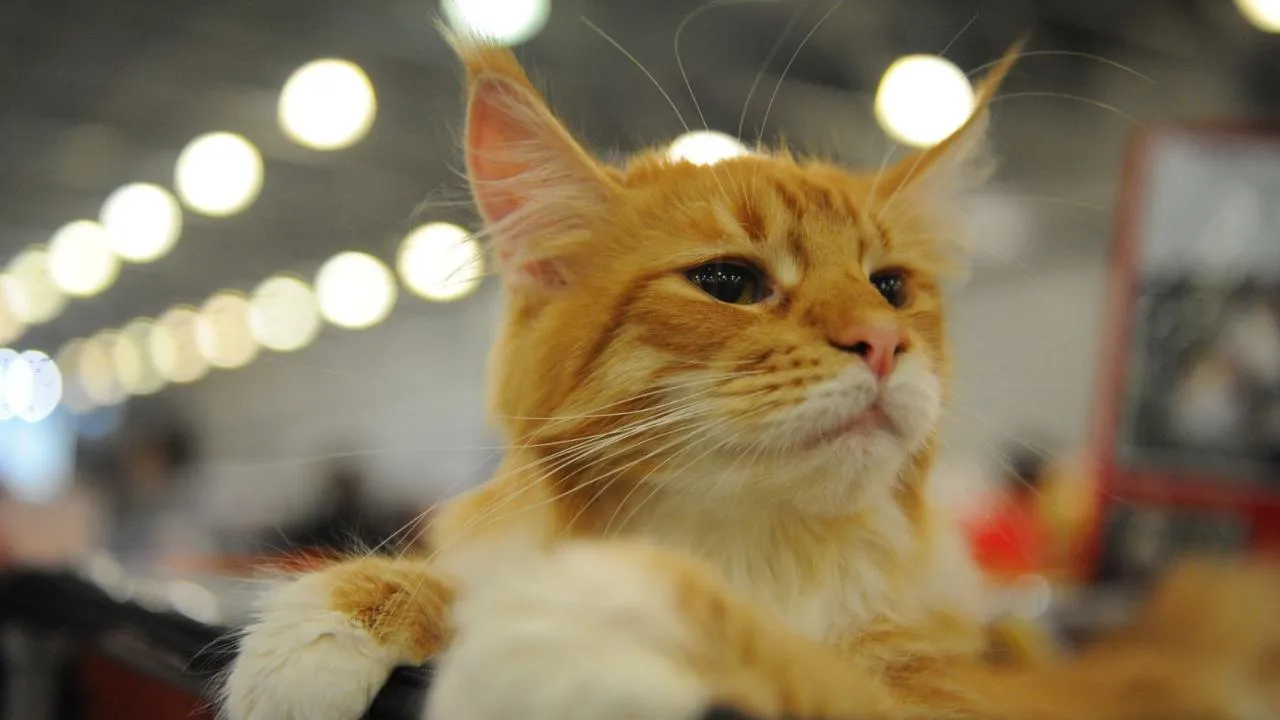 медиасток.рф