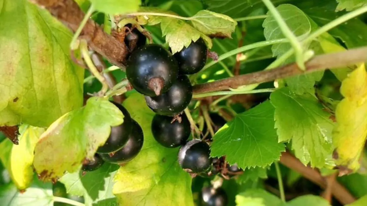 Фото: городская доска объявлений