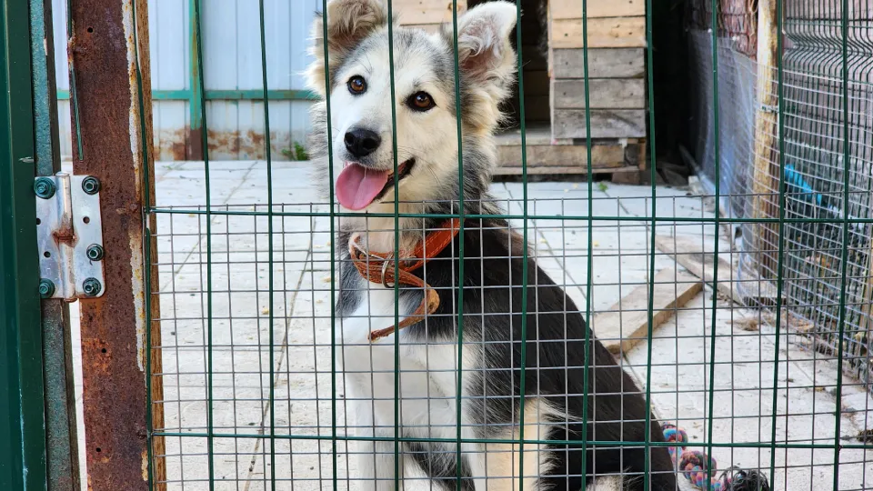Фото: МедиаБанк Подмосковья/Андрюхина Мария