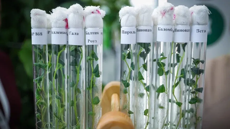 Фото: пресс-служба губернатора и правительства Московской области/Константин Семенец