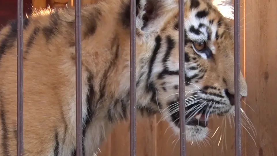 Фото: МедиаБанк Подмосковья/Данила Кирьянов