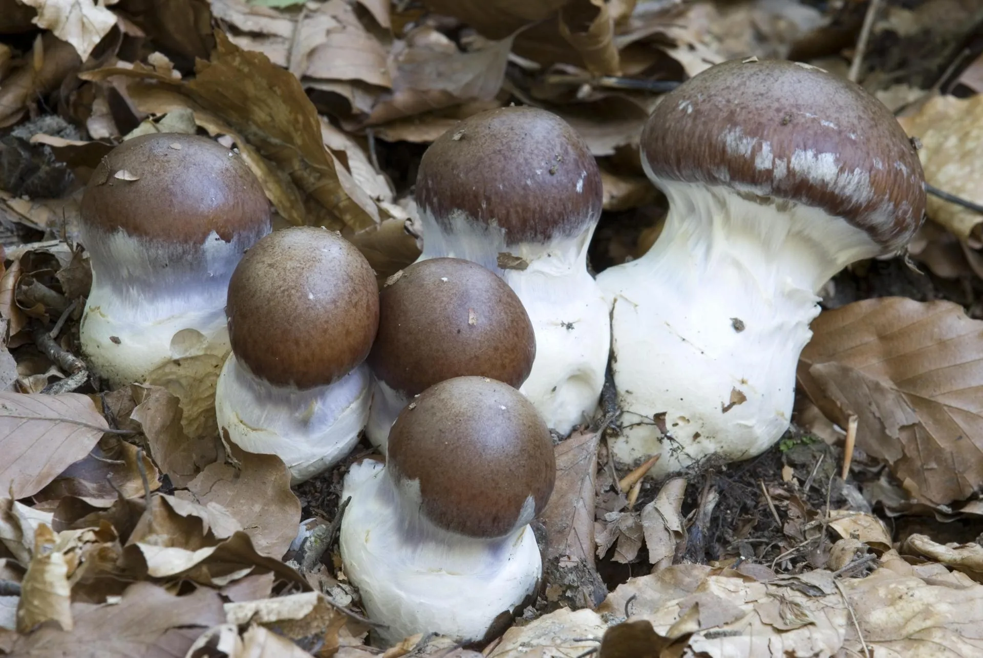 Паутинник превосходный/AIC/http://imagebroker.com/#/search/