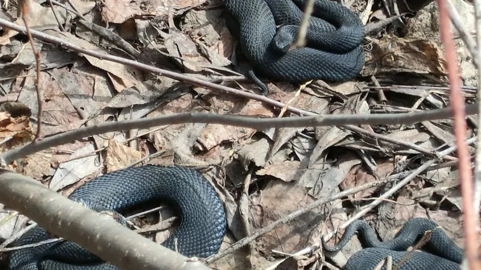 Фото: соцсети