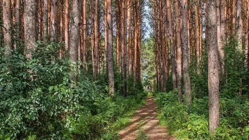 Шесть ООПТ создадут в Подмосковье в 2019 году