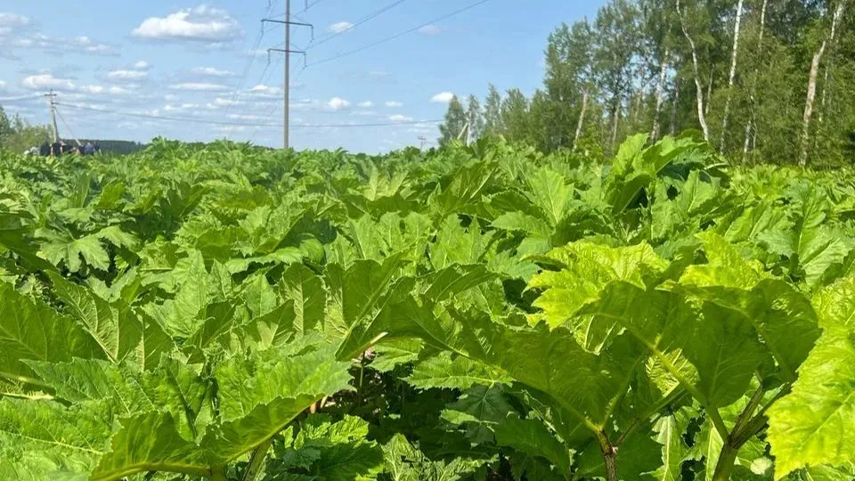 Фото: Министерство сельского хозяйства и продовольствия Московской области