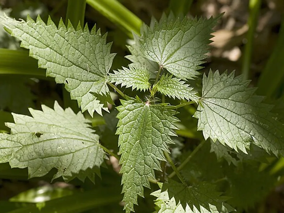Фото: commons.wikimedia/Maksym Kozlenko