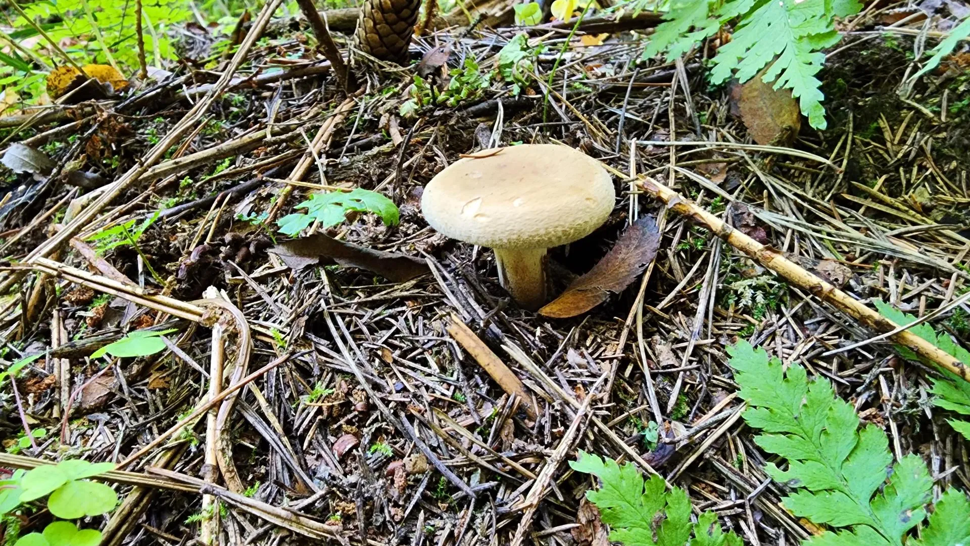 Ирина Моисеева