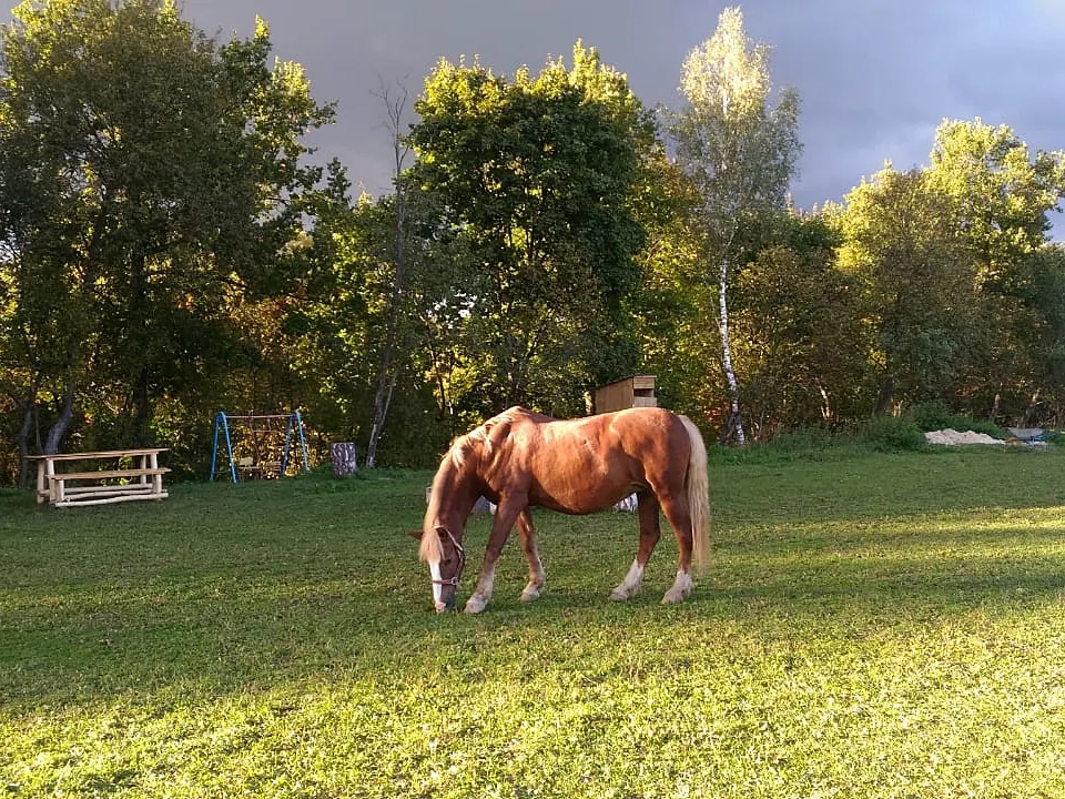 Фото: vk.com/Берегиня Иппоклуб