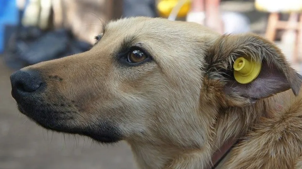 Фото: пресс-служба Министерства сельского хозяйства и продовольствия Московской области