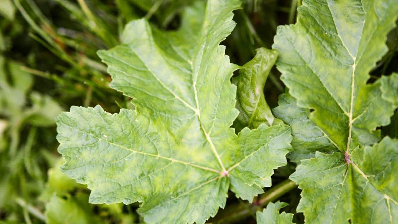 REGIONS/Владимир Ерастов