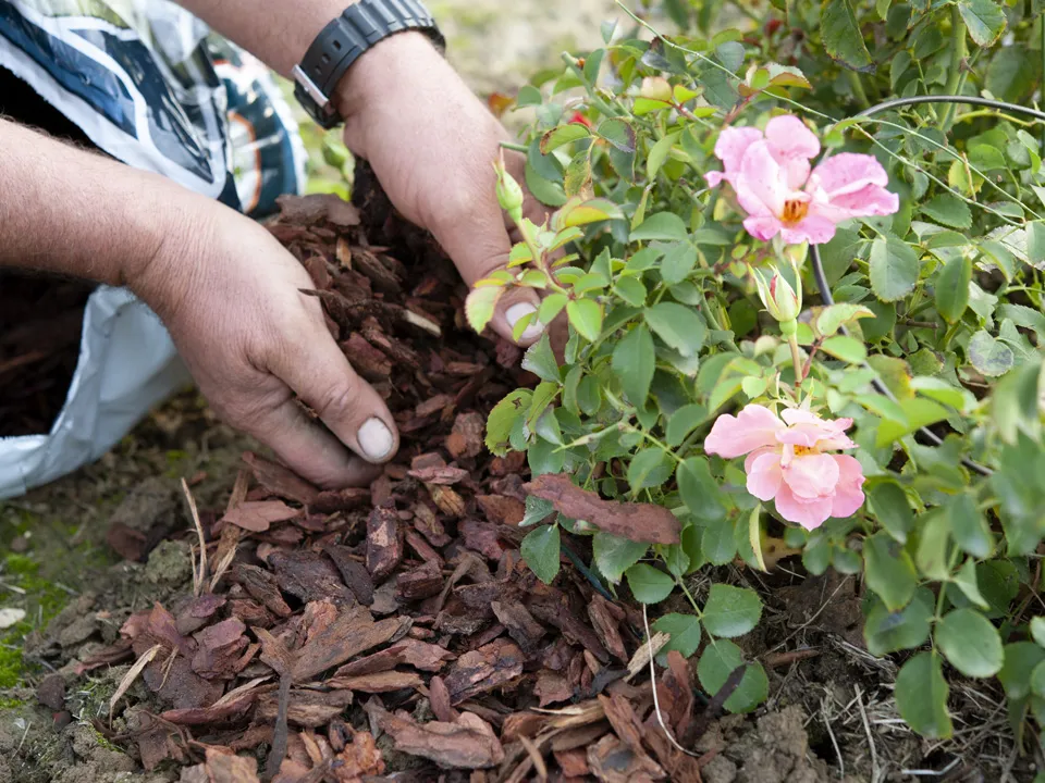 Фото: istockphoto.com/Zummolo&nbsp;
