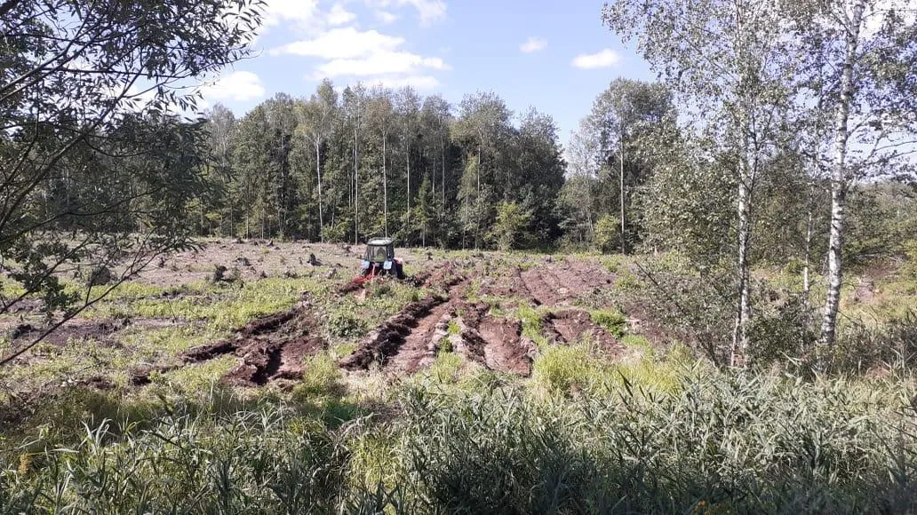 Фото: Комитет лесного хозяйства МО