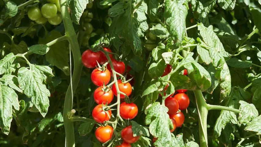 Пресс-служба Минсельхозпрод МО