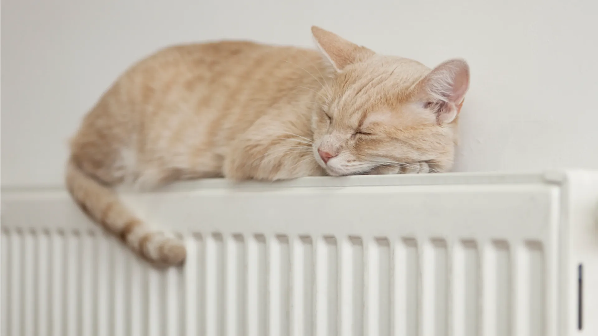 Фото: istockphoto.com/rollover