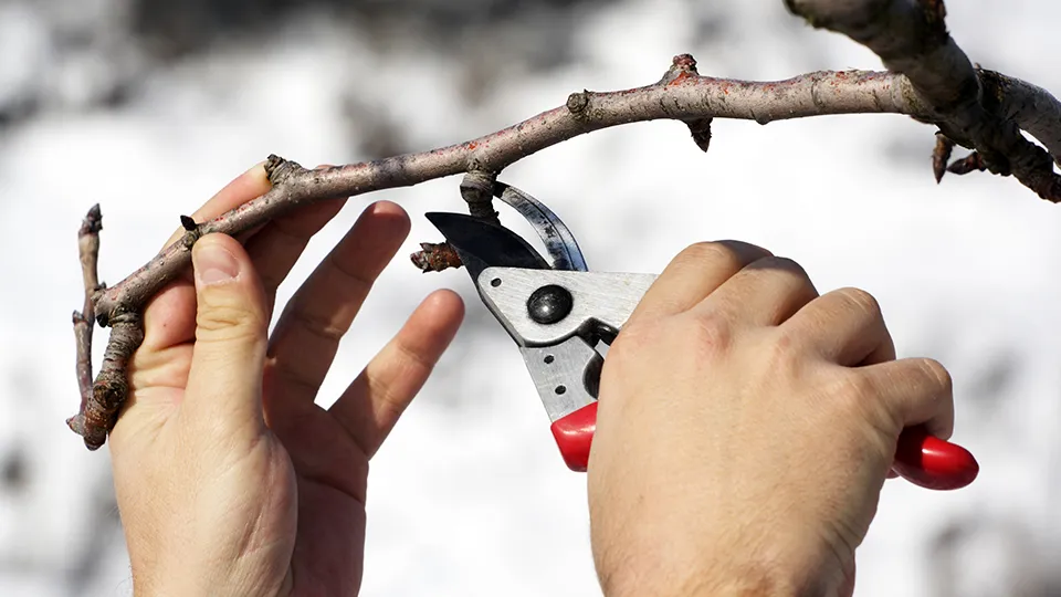 Фото: istockphoto.com/MireXa