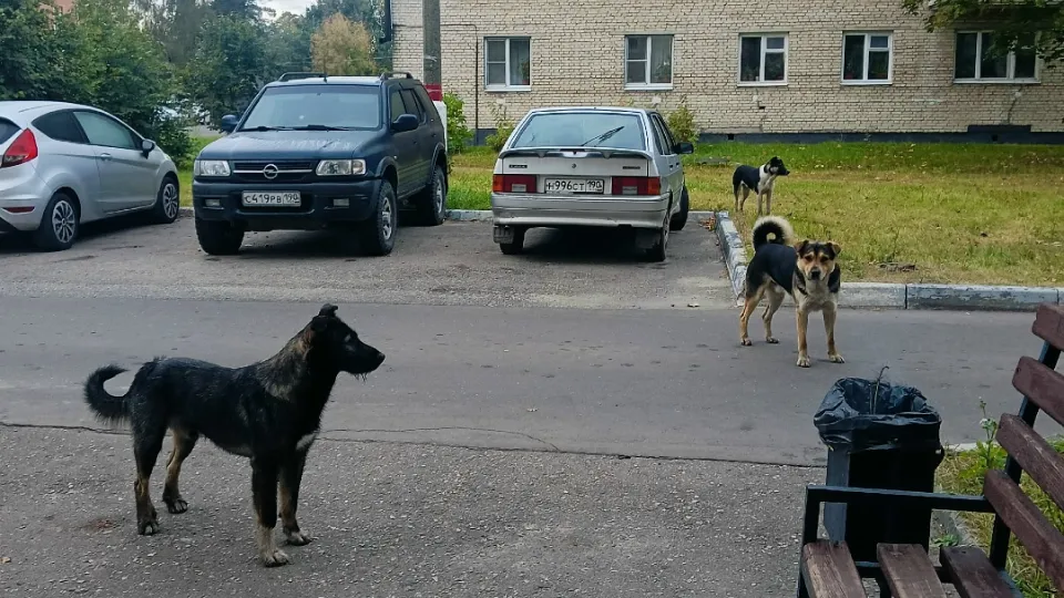 фото: vk.com/Подслушано Электрогорск