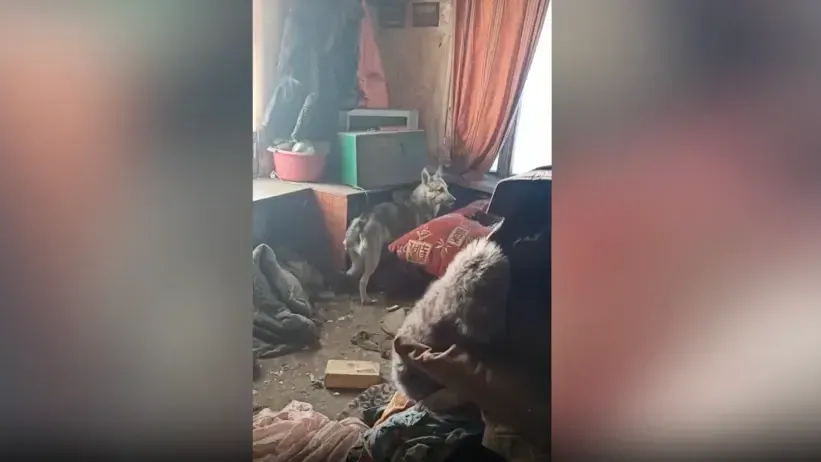 Скриншот видео