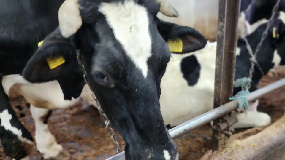 Фото: МедиаБанк Подмосковья/Анастасия Сараева