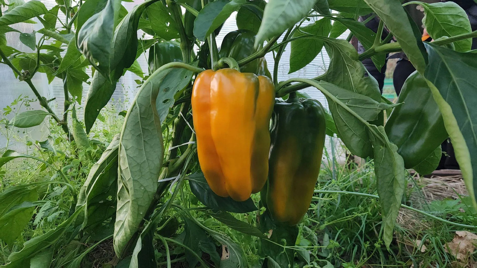 МедиаБанк Подмосковья/Алена Притула