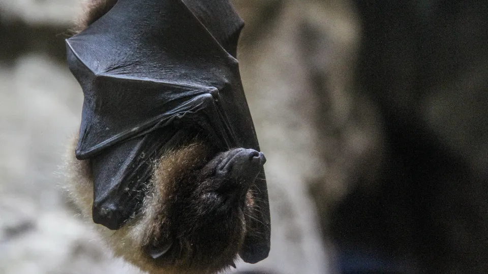 Фото: freepik.com