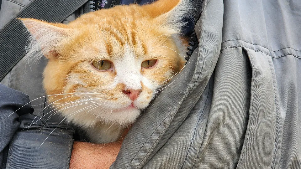 Фото: МедиаБанк Подмосковья/Валентина Максимова