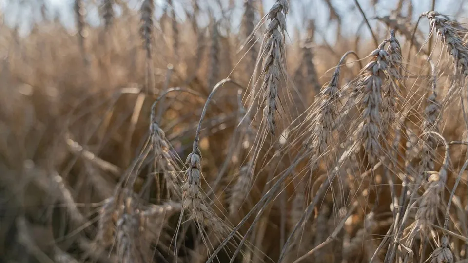 Фото: REGIONS/Наталия Надточая