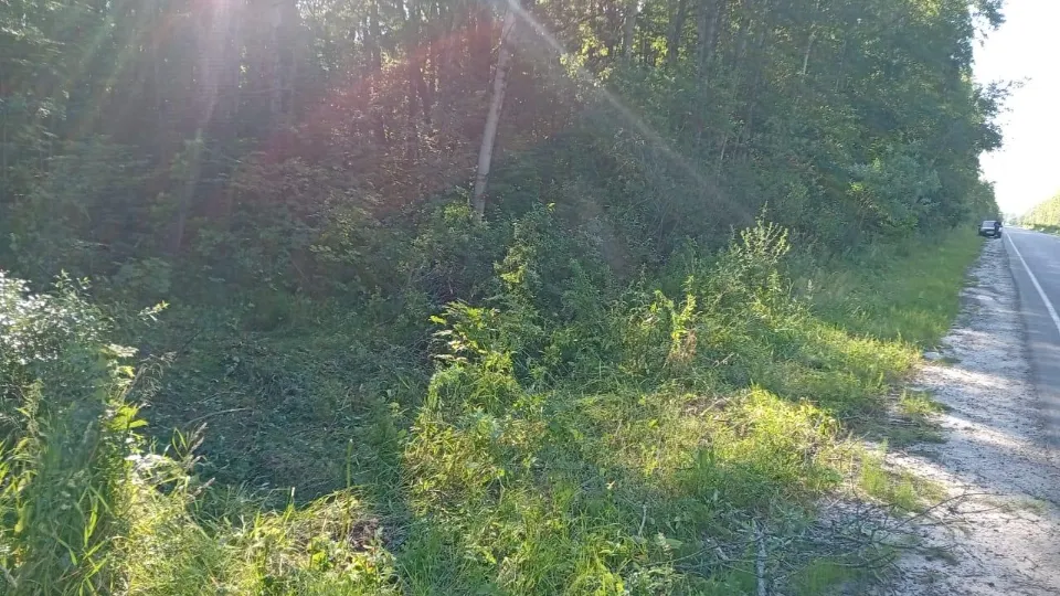 Фото: Комитет лесного хозяйства Московской области